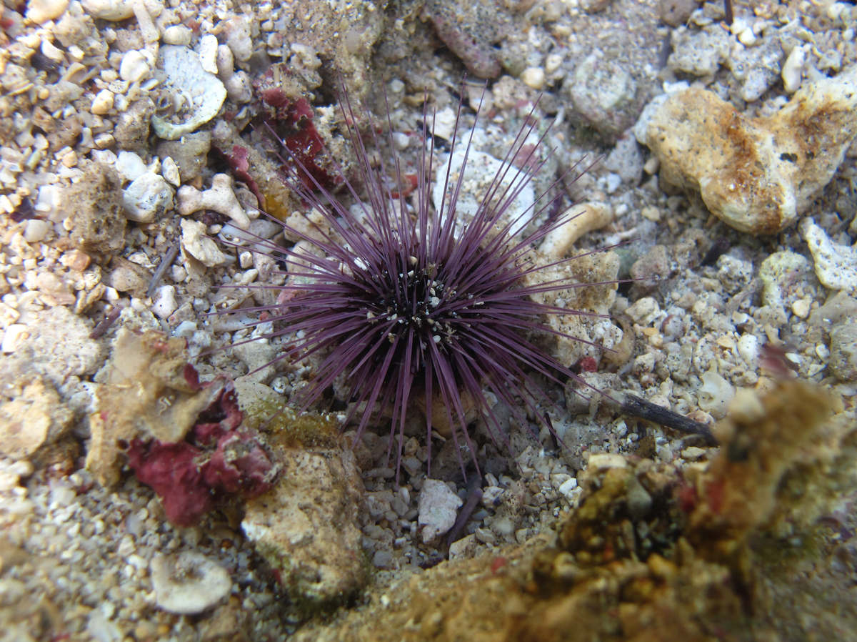  Echinostrephus aciculatus (Red Needle Pin Urchin)